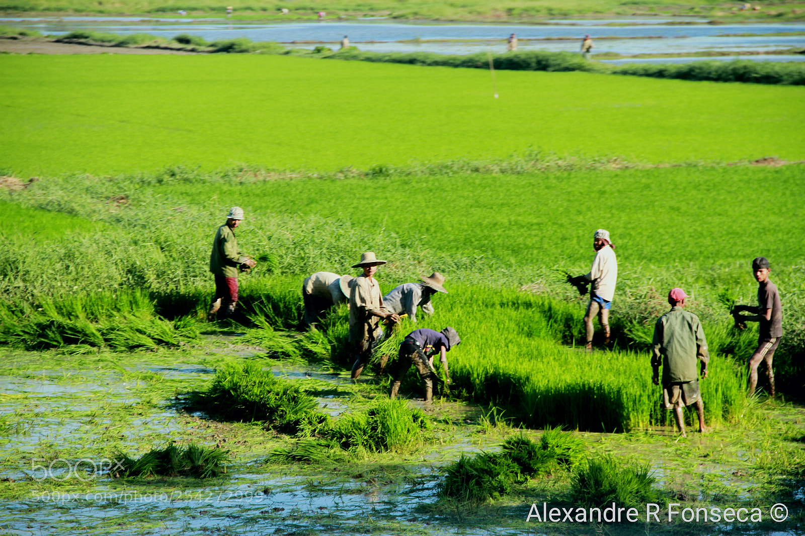 Canon EOS 7D sample photo. Harvesting rice photography