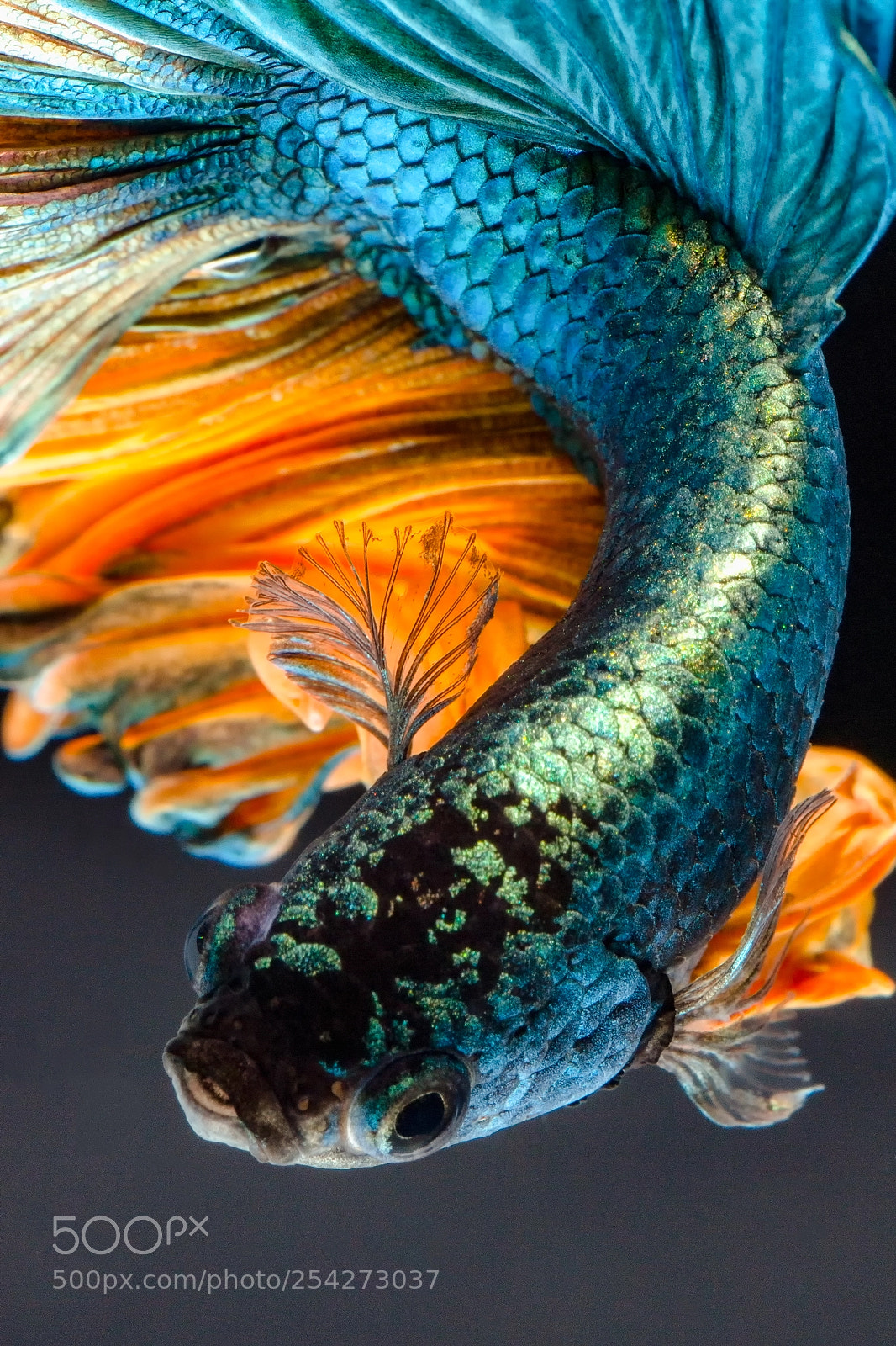 Canon EOS 70D sample photo. Siamese fighting fish photography
