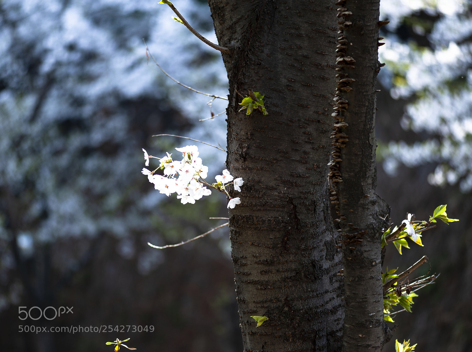 Nikon D700 sample photo. Untitled photography