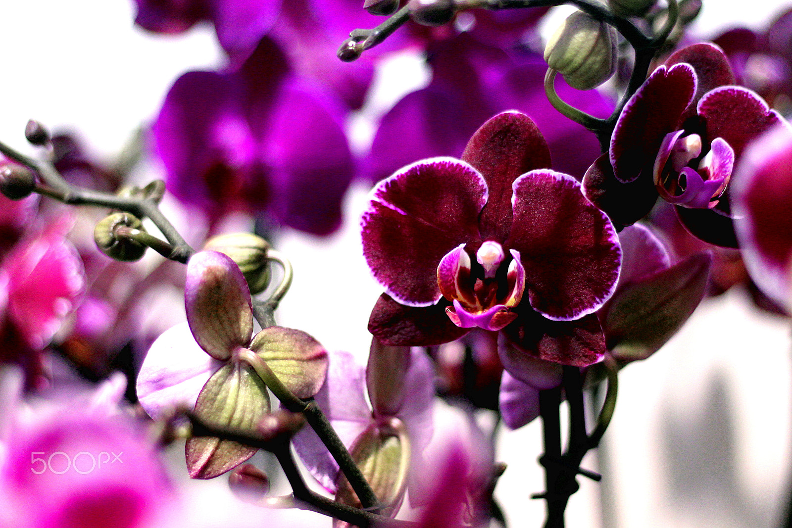 Canon EOS 1200D (EOS Rebel T5 / EOS Kiss X70 / EOS Hi) sample photo. Purple orchid photography