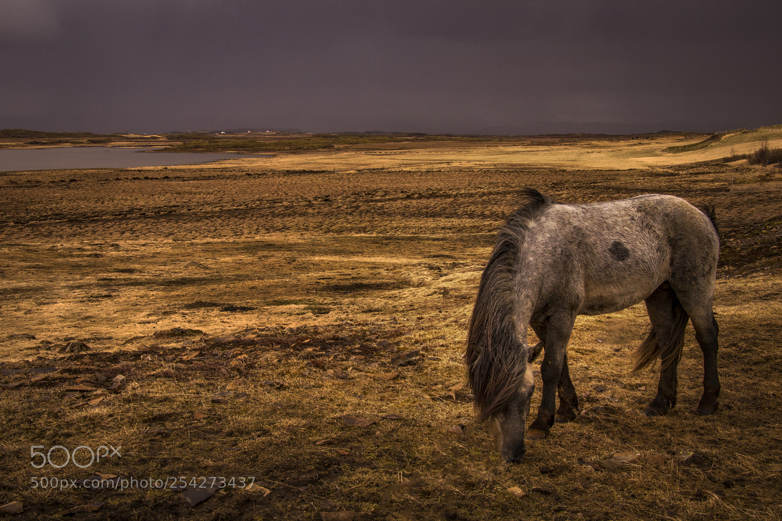 Canon EOS 80D sample photo. Grey horse photography