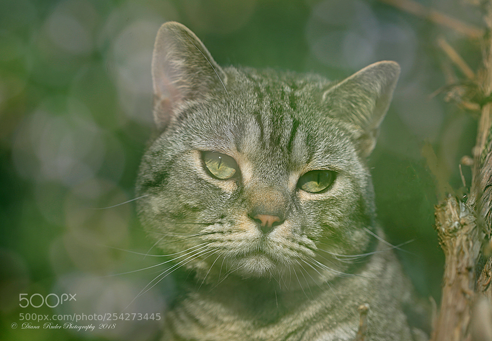 Canon EOS 6D sample photo. A lovely cat photography