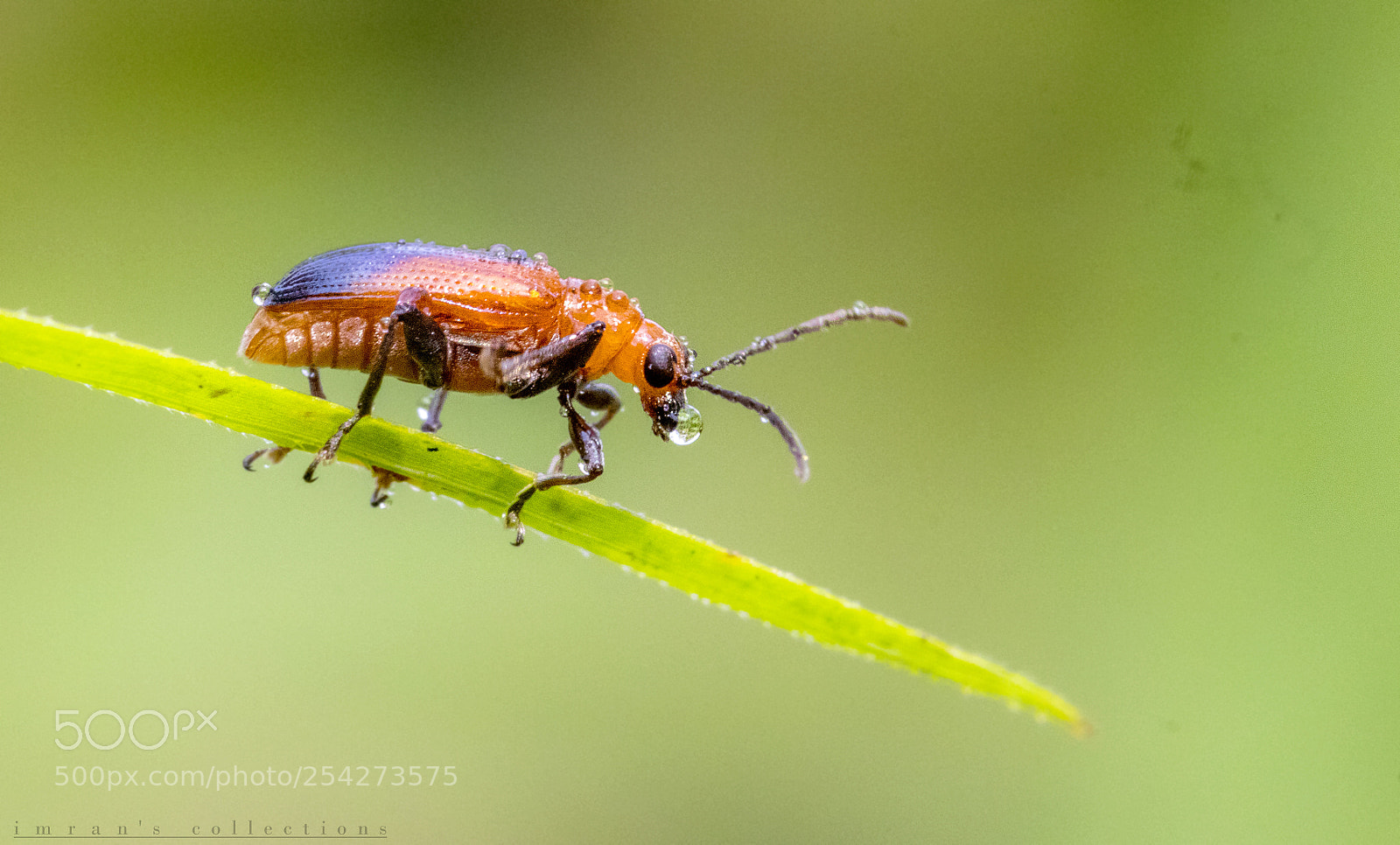 Canon EOS 77D (EOS 9000D / EOS 770D) sample photo. Insect photography