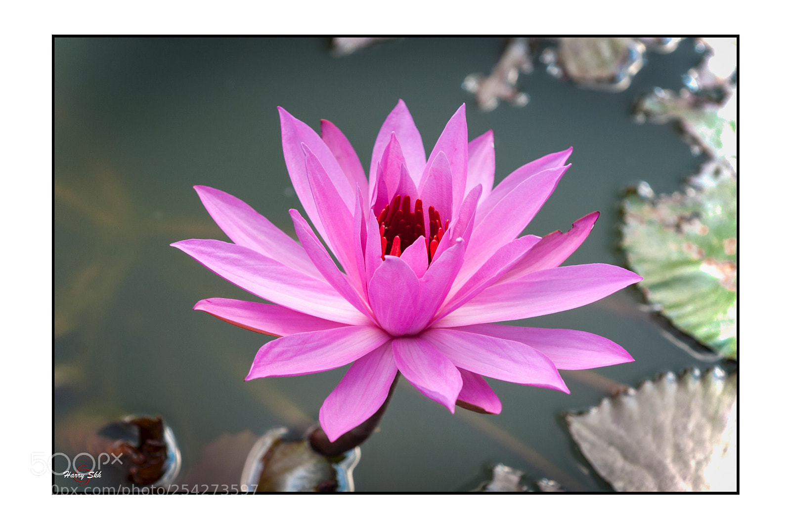 Nikon D700 sample photo. Lotus photography
