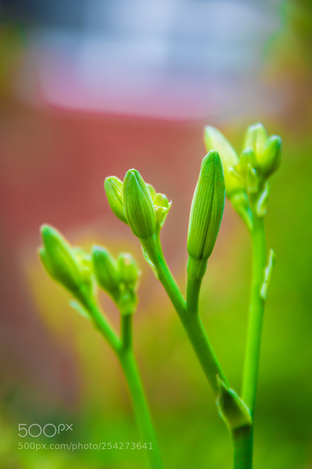 Canon EOS 760D (EOS Rebel T6s / EOS 8000D) sample photo. Amazing green buds photography