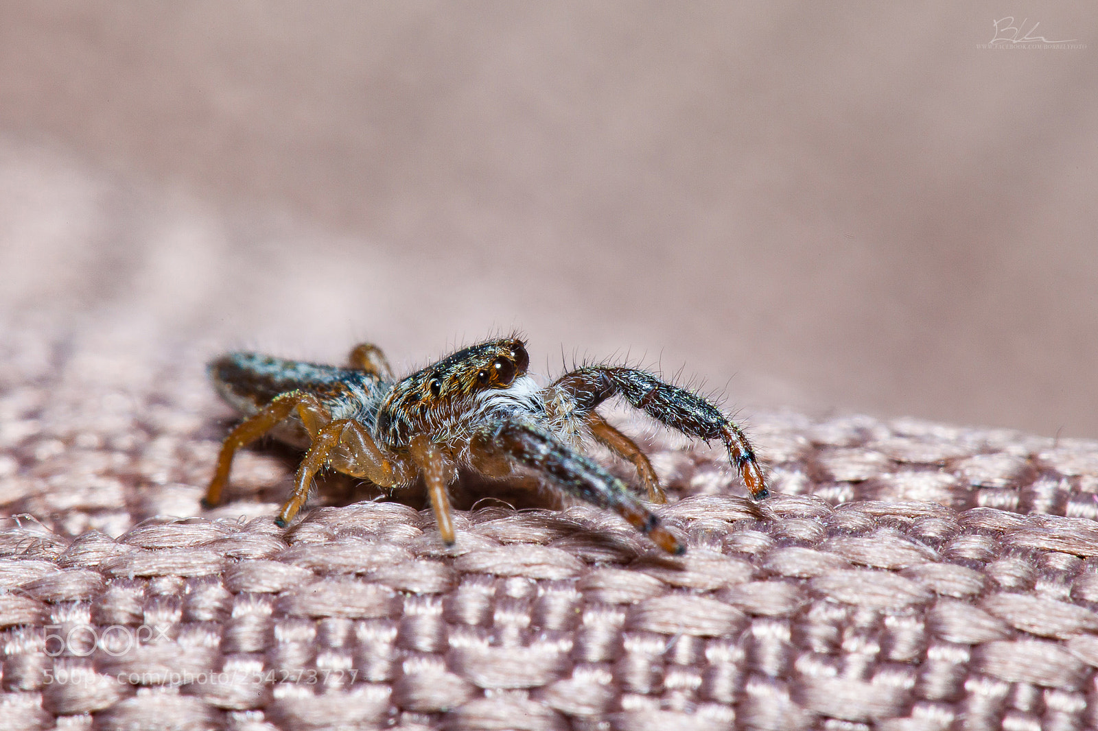 Canon EOS 5D Mark II sample photo. Jumping spider photography