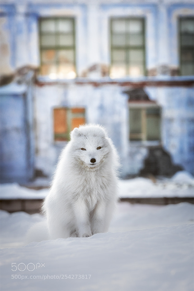 Canon EOS 5D Mark IV sample photo. Arctic fox in pyramiden photography