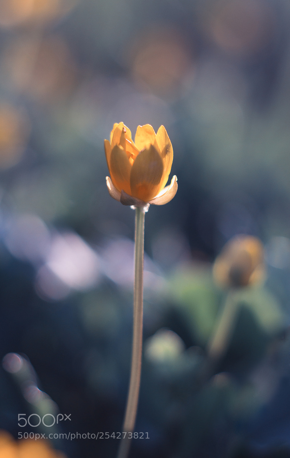 Canon EOS 1200D (EOS Rebel T5 / EOS Kiss X70 / EOS Hi) sample photo. -house- photography