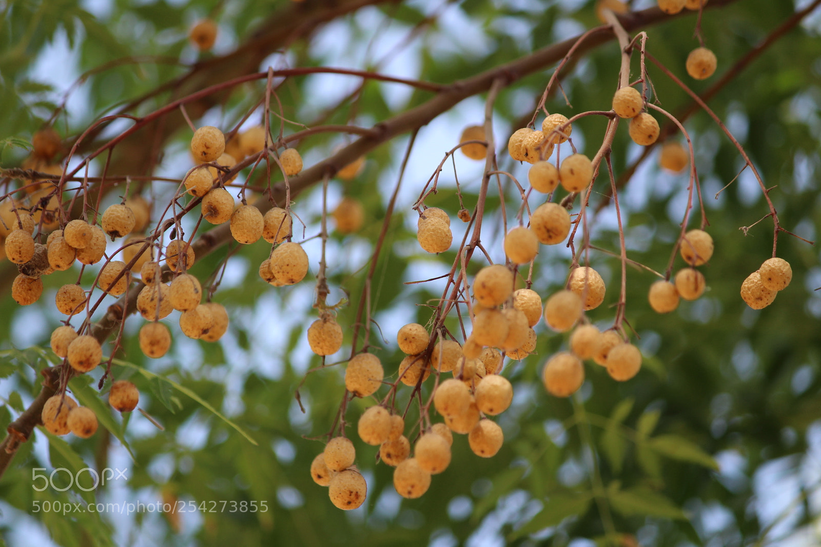 Canon EF-S 55-250mm F4-5.6 IS II sample photo. Trees and birds photography