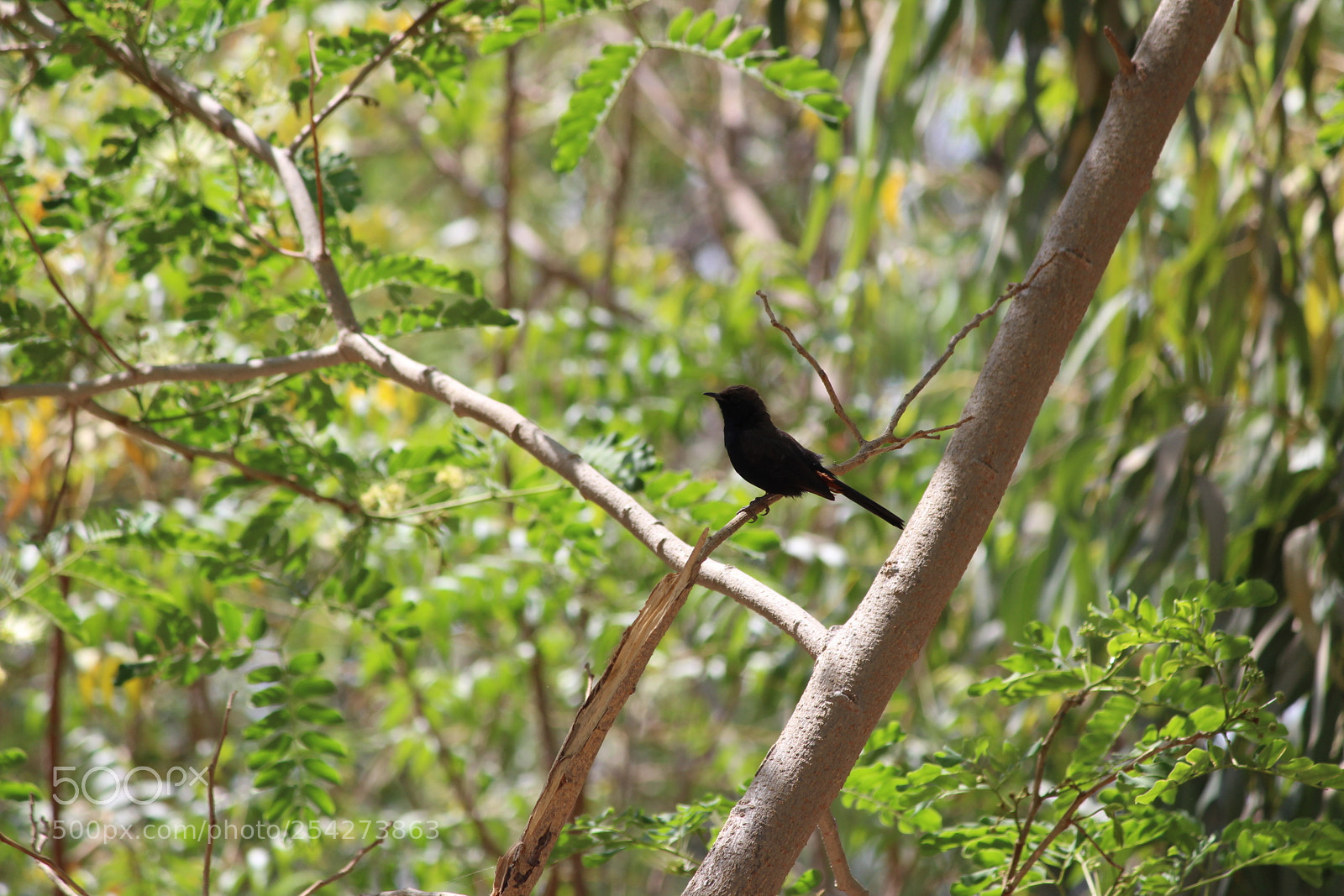 Canon EF-S 55-250mm F4-5.6 IS II sample photo. Trees and birds photography
