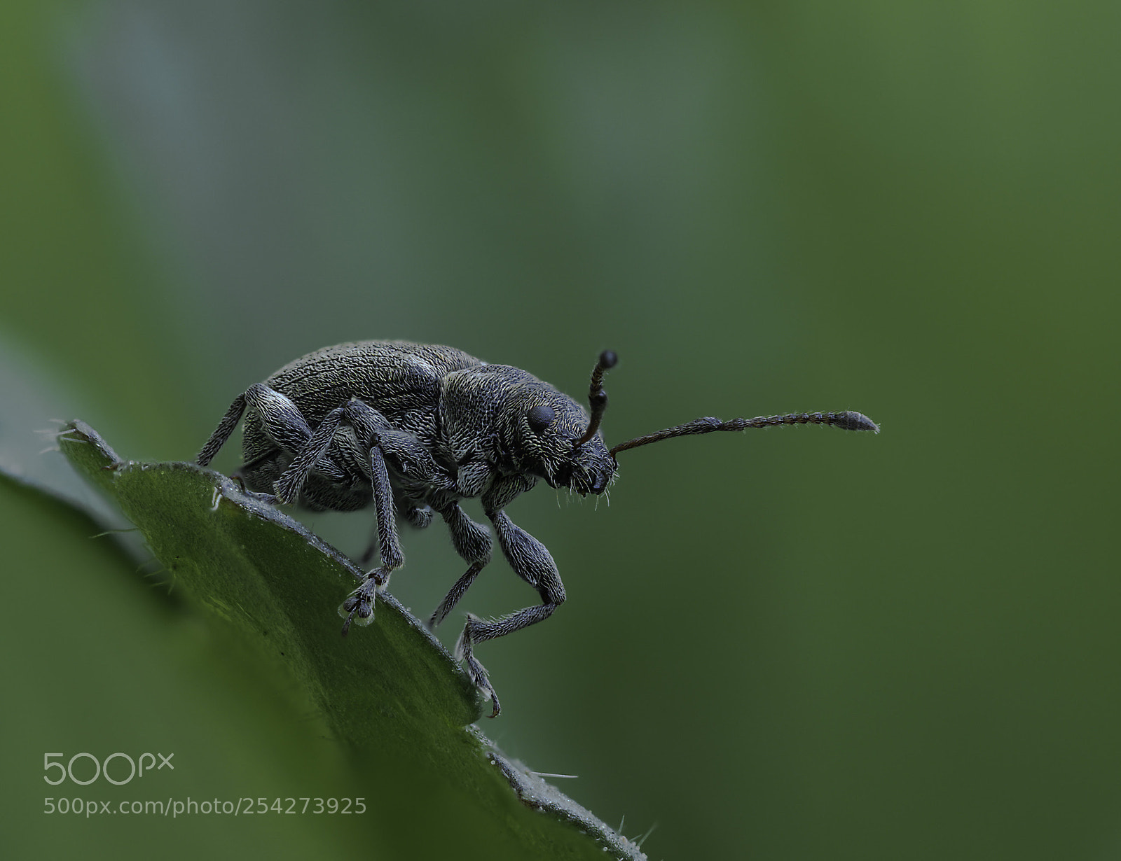 Olympus OM-D E-M1 Mark II sample photo. Curculio glandium photography