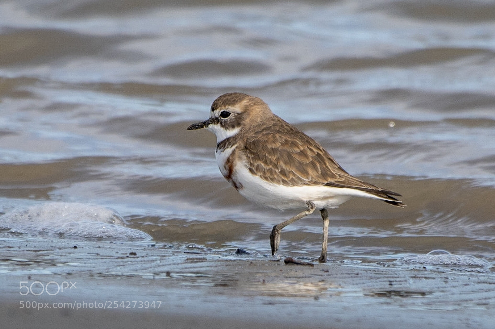 Nikon D500 sample photo. Banded dotterel t turiwhatu photography
