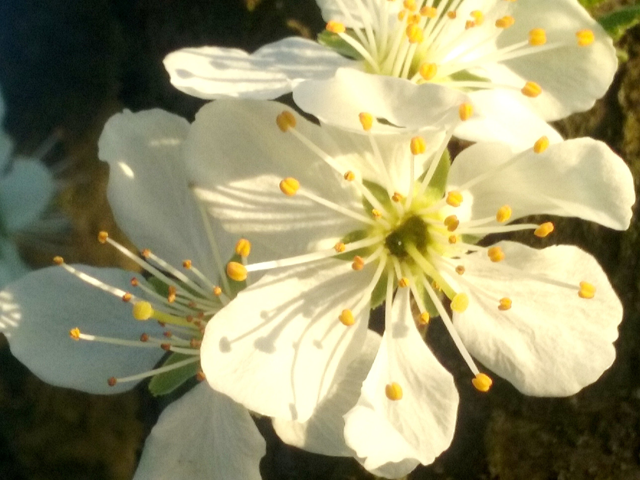 Samsung Galaxy Core Prime sample photo