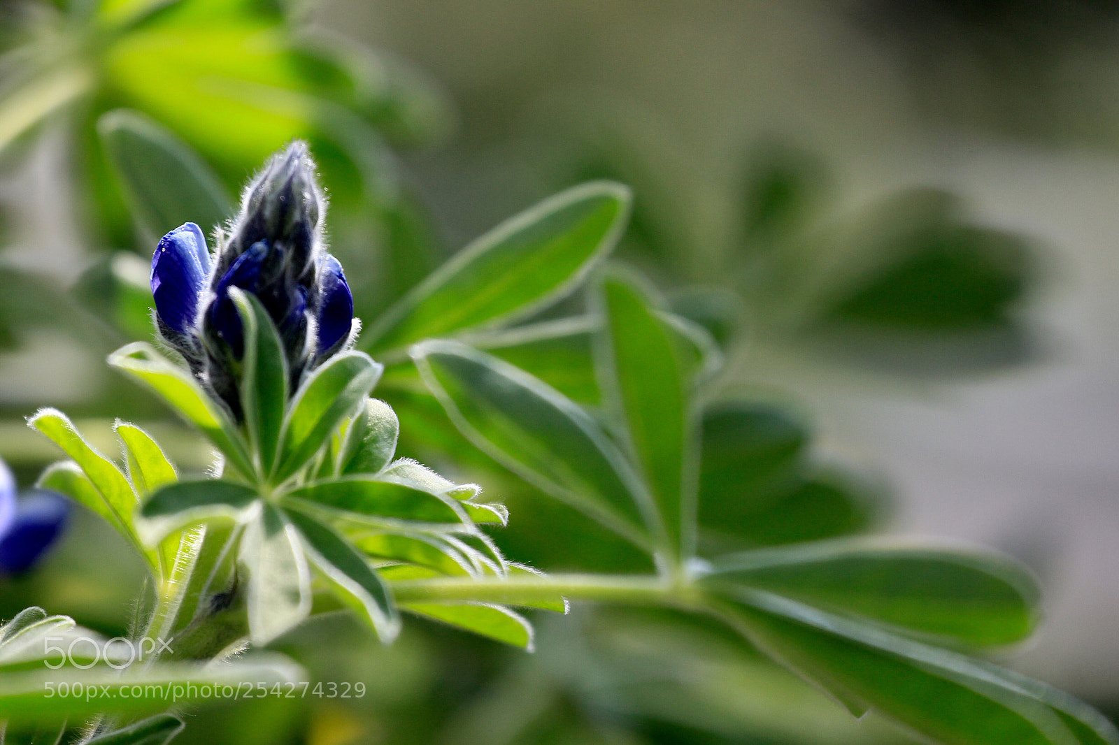 Canon EOS-1D Mark IV sample photo. Untitled photography
