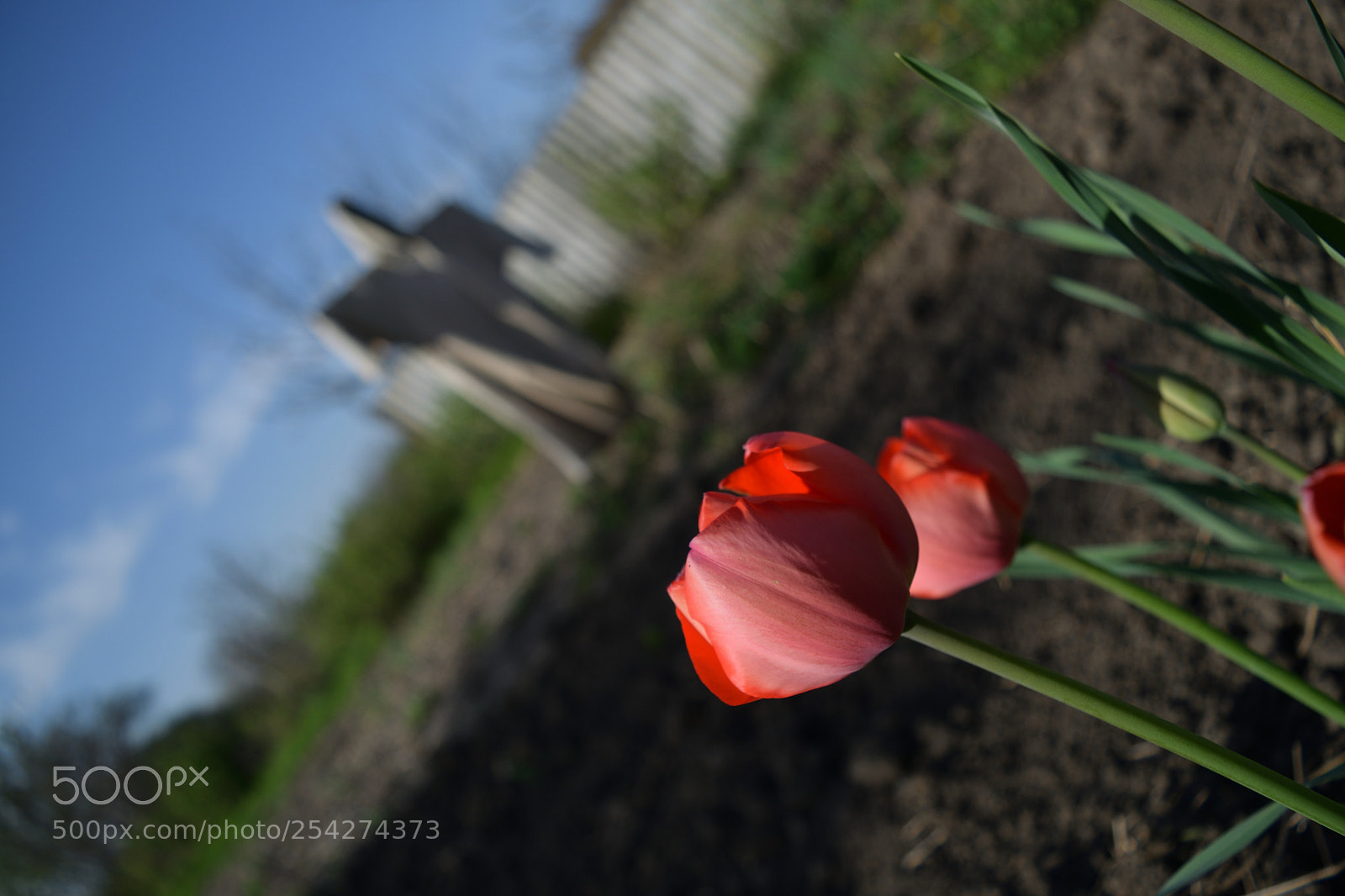 Nikon D3300 sample photo. Life is mysterious ... photography