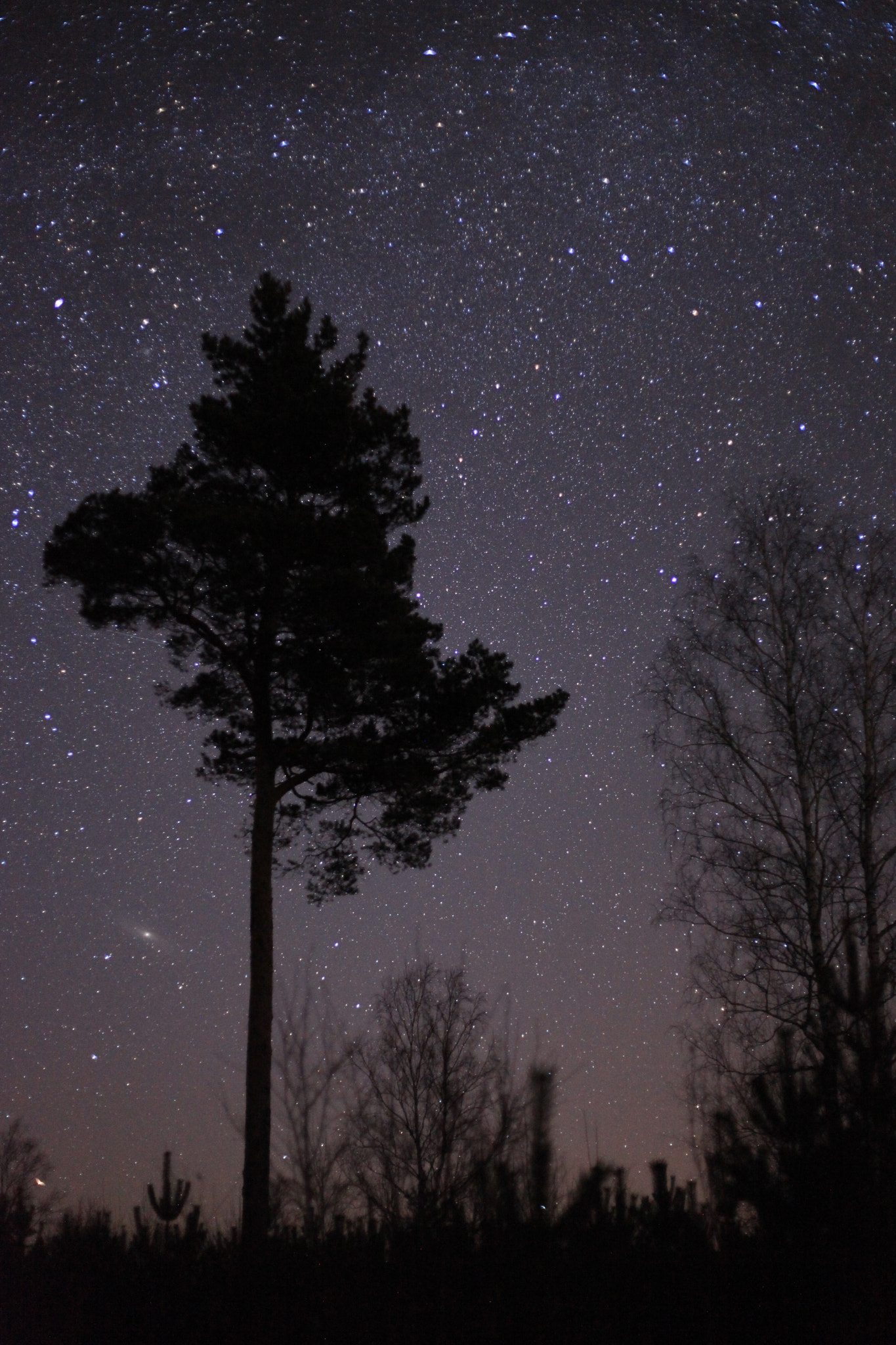 Canon EF 50mm F1.8 II sample photo. Andromeda galaxy and pine tree photography