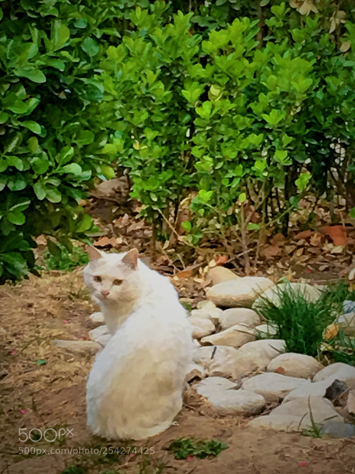 Apple iPhone 6s Plus sample photo. Untitled photography