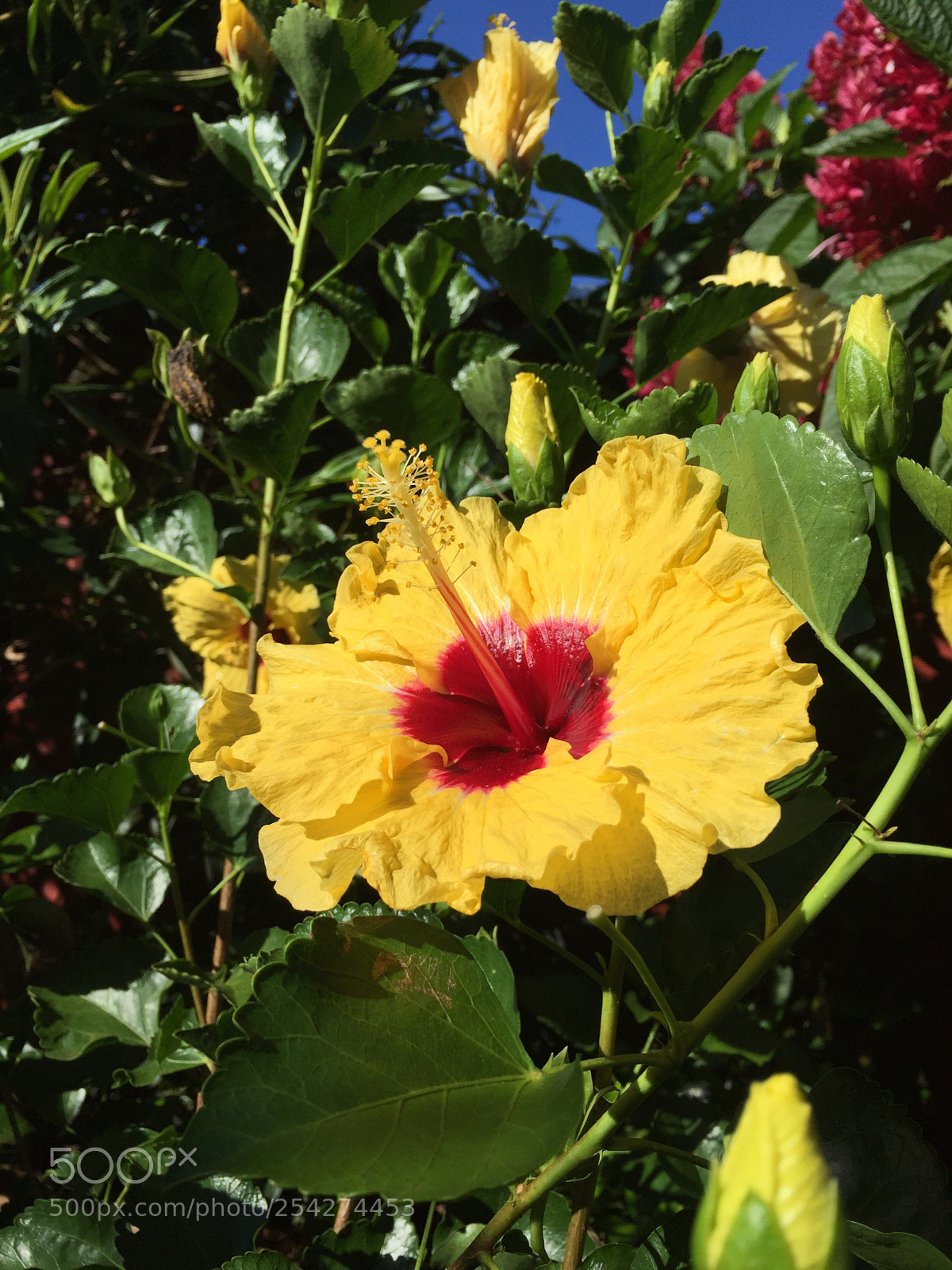 Apple iPhone 6 sample photo. Untitled photography