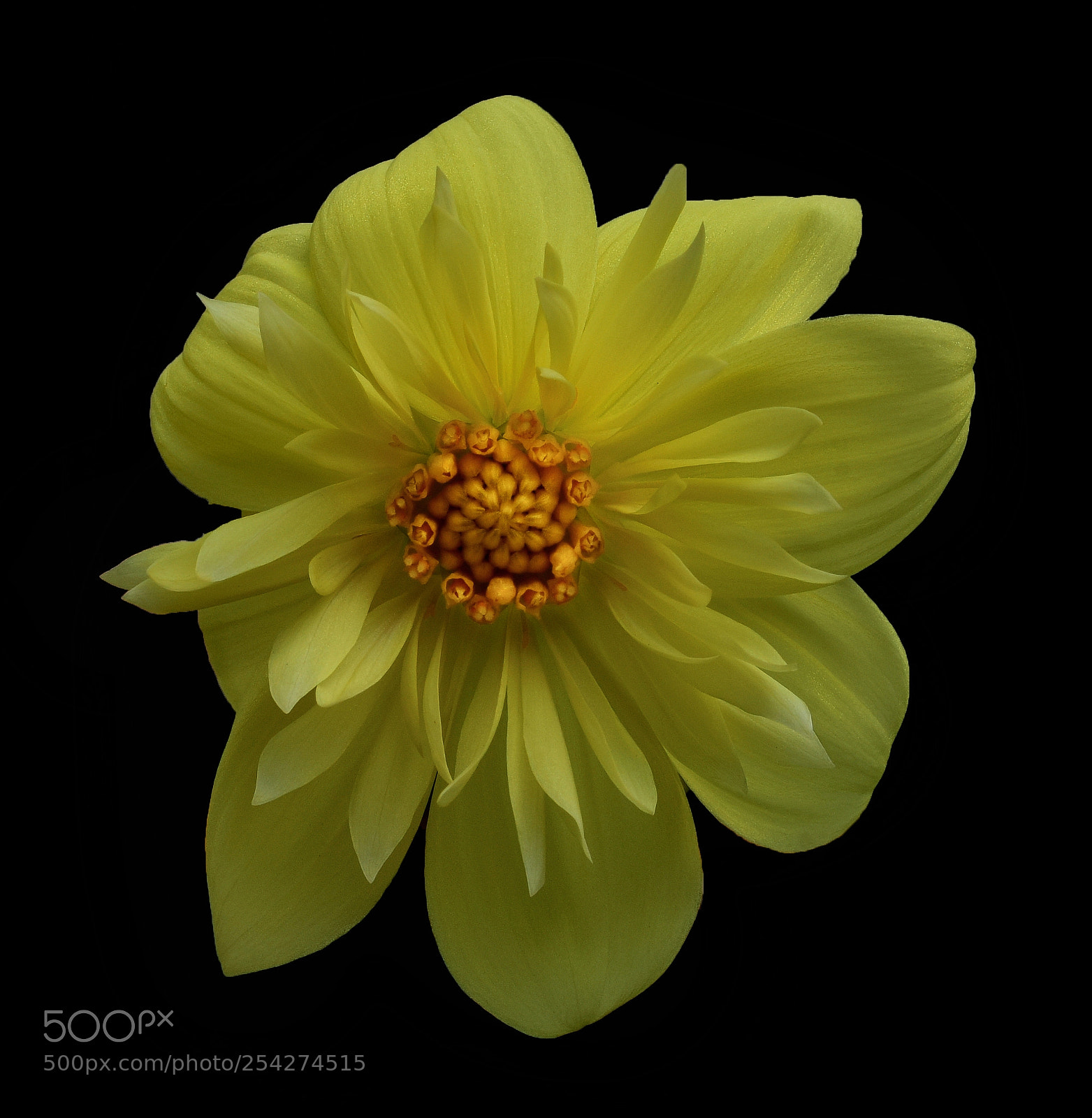 Nikon D810 sample photo. Yellow dalhia photography