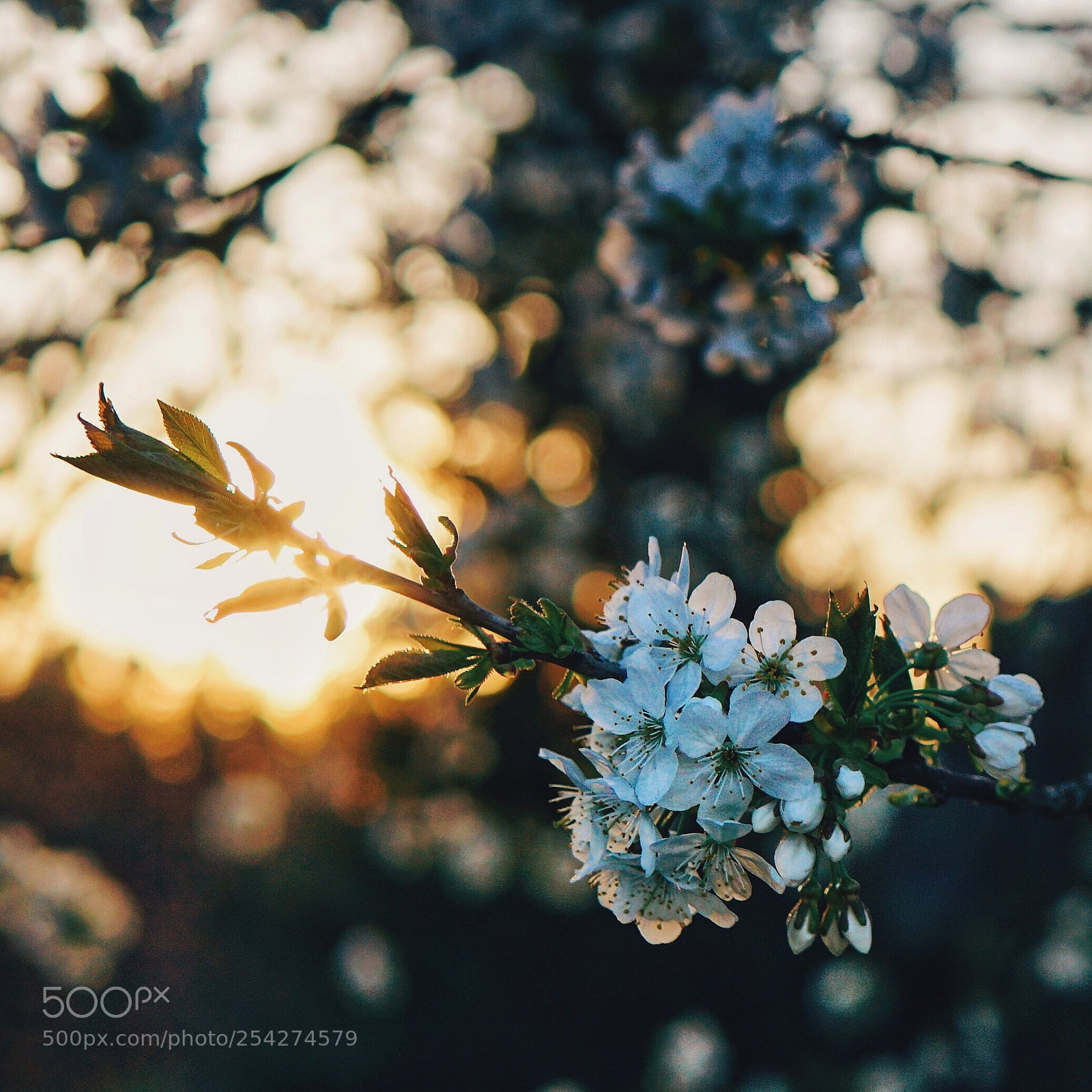 Sony a6000 sample photo. Blossom appletree photography