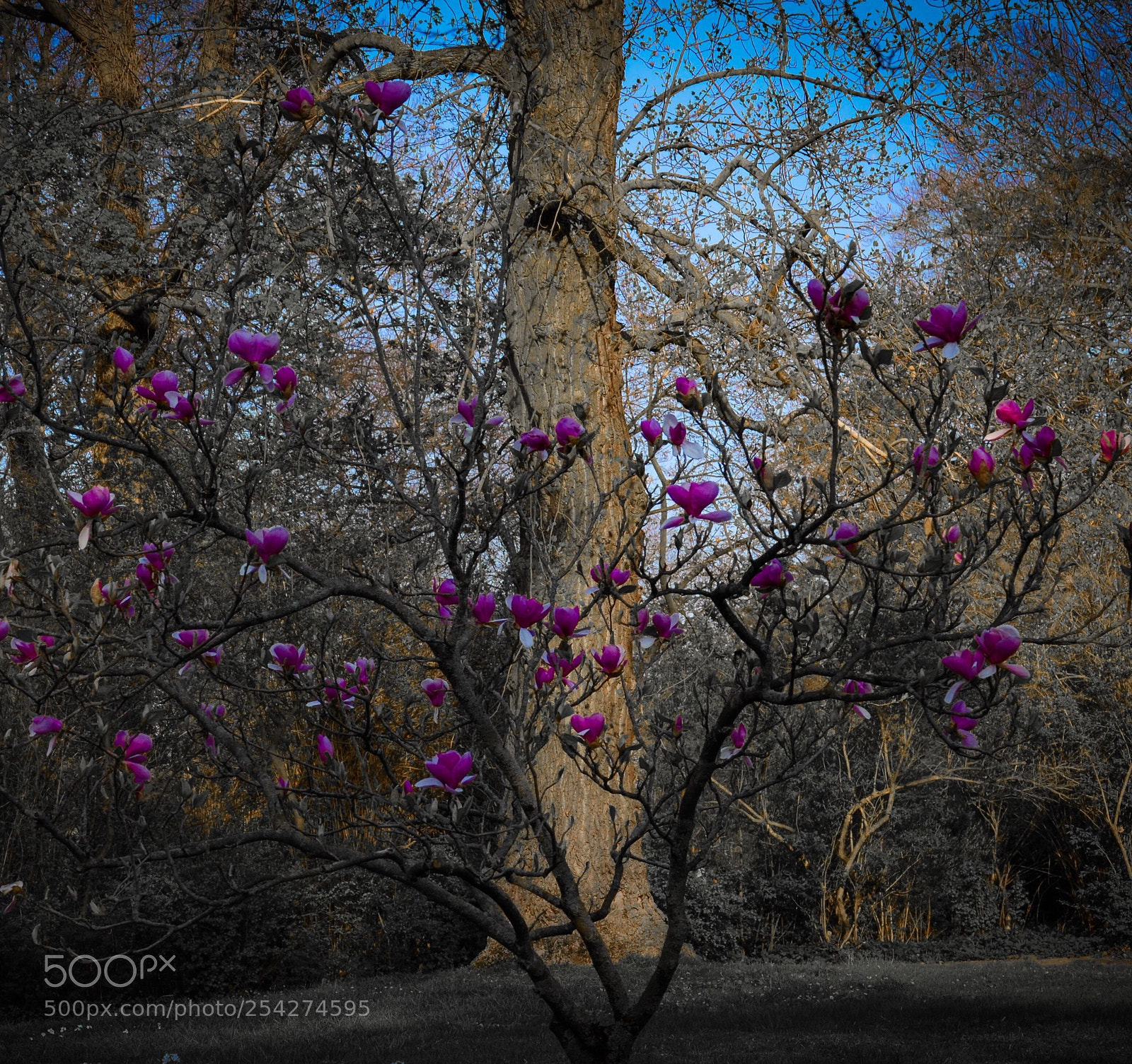 Nikon D7000 sample photo. Magnolia tree photography