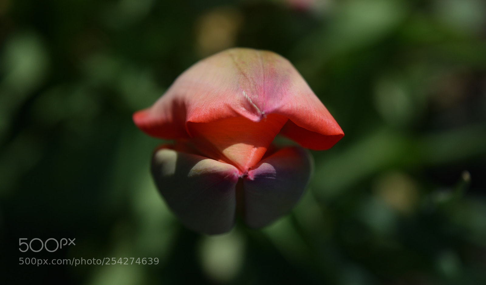 Nikon D3300 sample photo. Alien photography