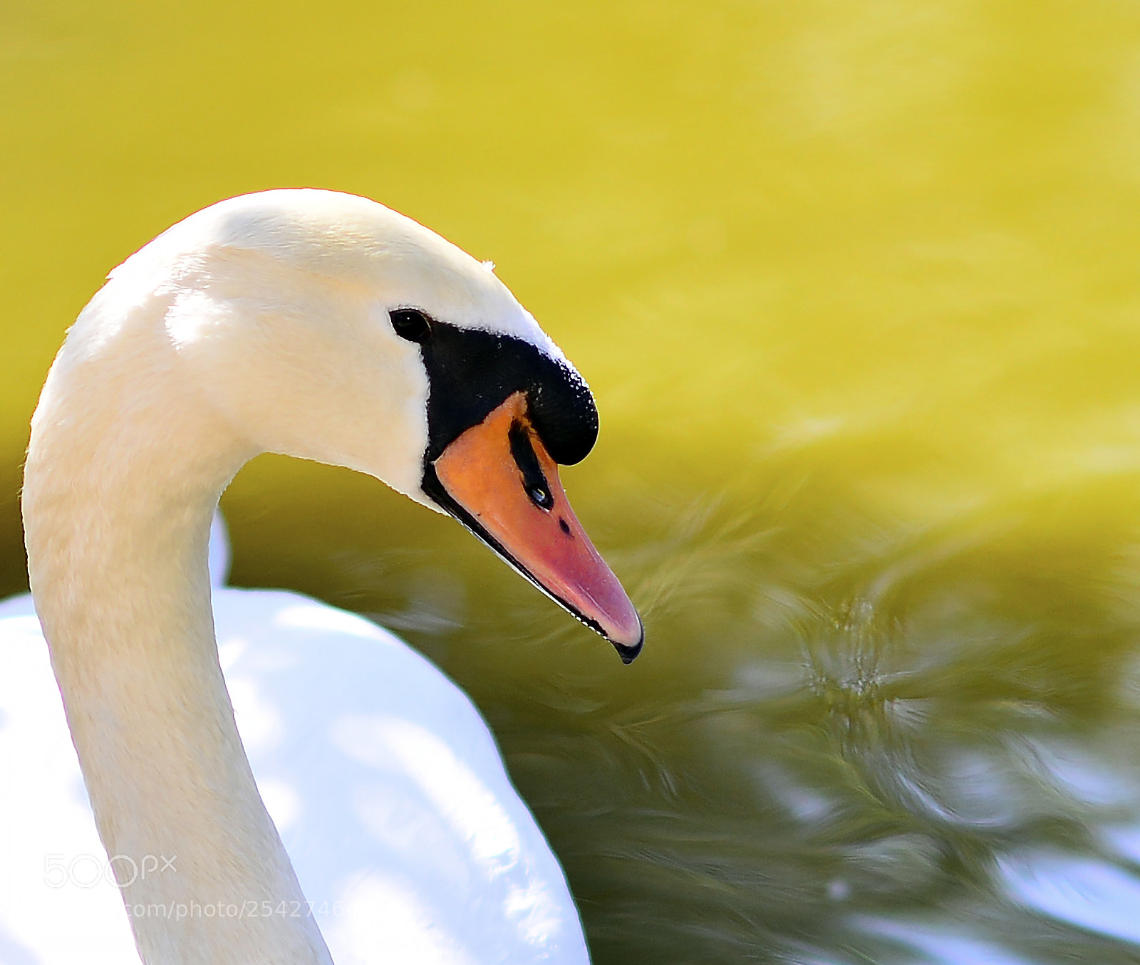 Nikon D800 sample photo. Swan song ii photography