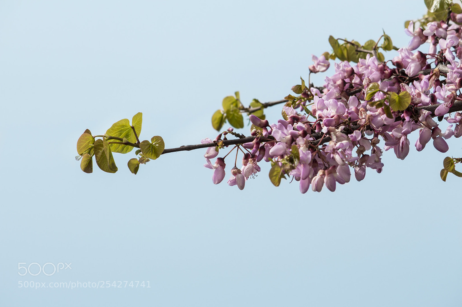 Canon EOS 700D (EOS Rebel T5i / EOS Kiss X7i) sample photo. Spring photography