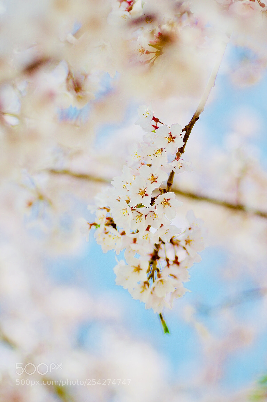 Pentax K-3 II sample photo. Sakura fluffy  photography