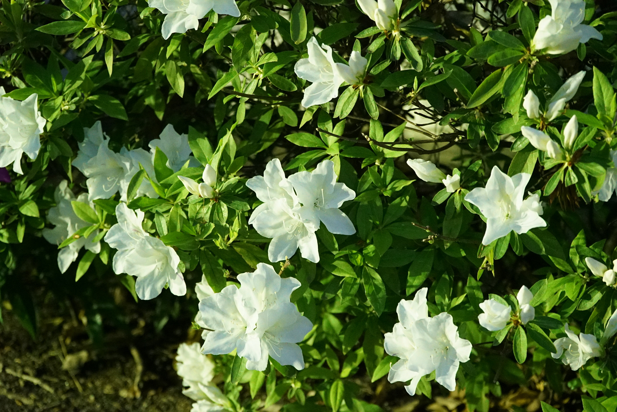 Sony a7S sample photo. Night flower photography