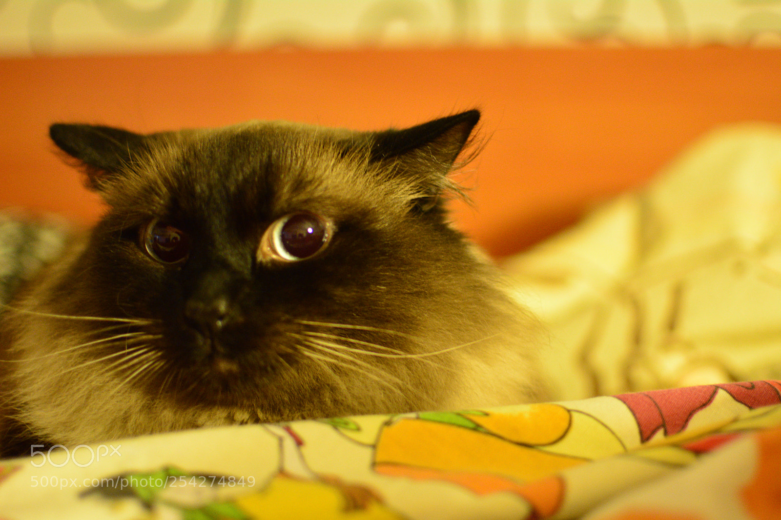 Nikon D5200 + Nikon AF-S DX Nikkor 35mm F1.8G sample photo. The vacuum cleaner is photography