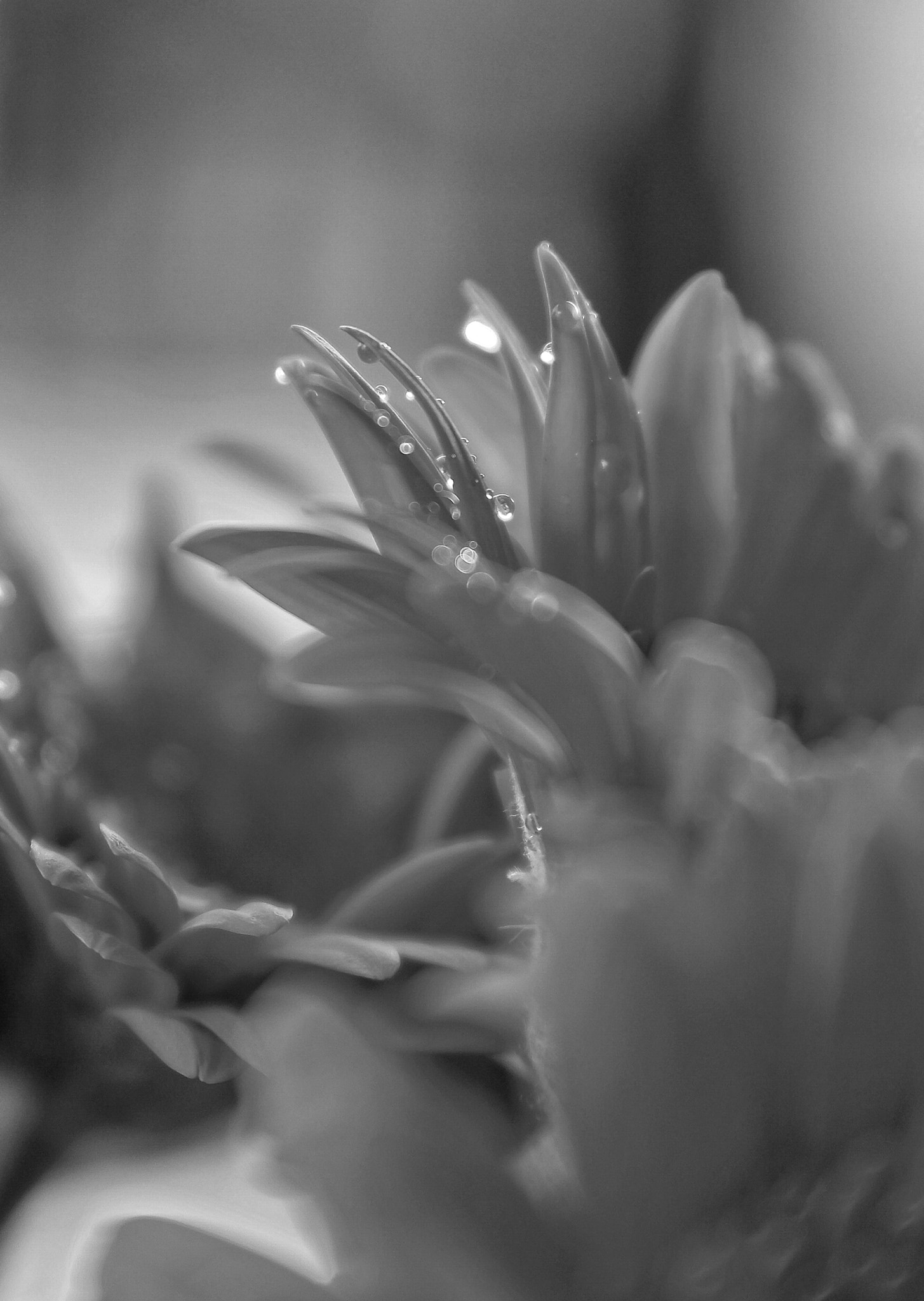 Samsung NX1 sample photo. No colors! b&w mode photography