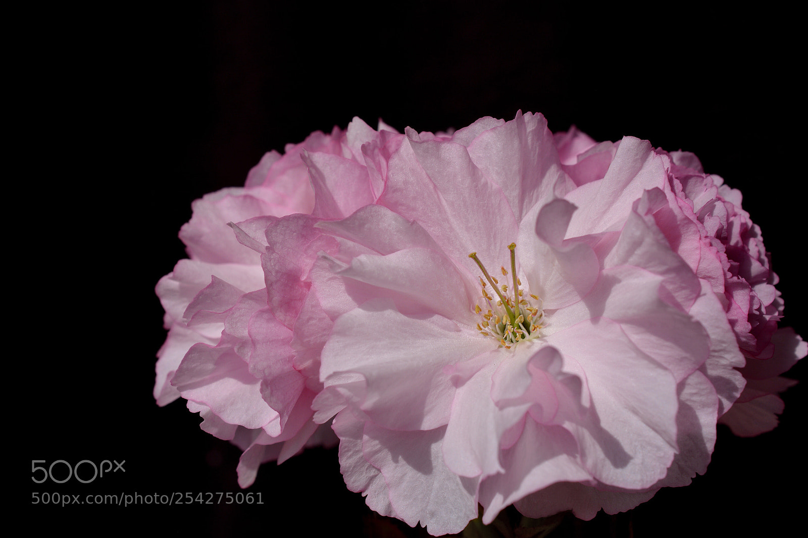 Nikon D7100 sample photo. Pink ruffles  photography