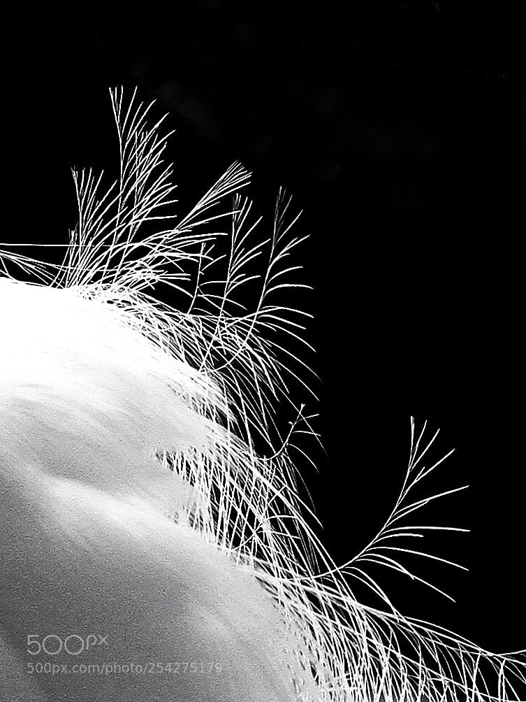 Canon EOS 7D sample photo. Feather photography