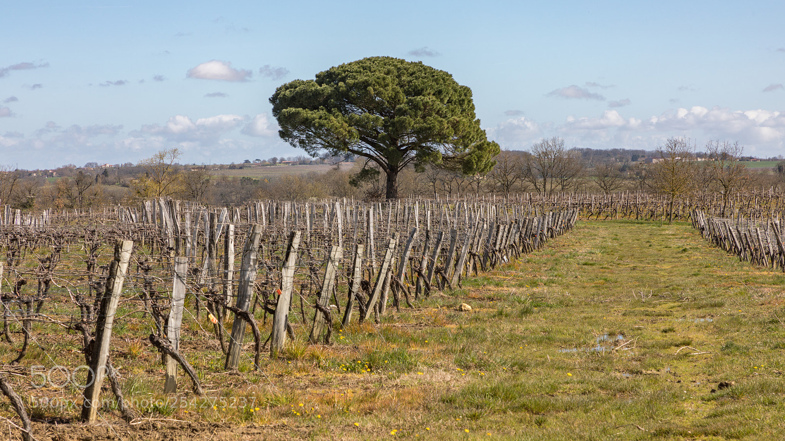 Canon EOS 5D Mark IV sample photo. Walking through armagnac fields photography