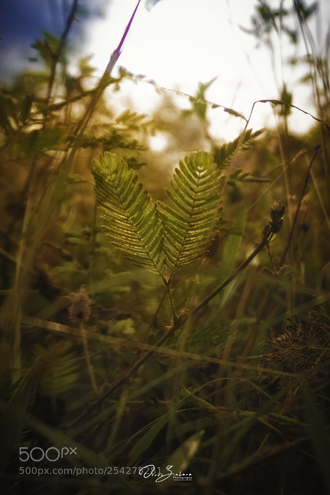 Sony a6500 sample photo. Leaf photography