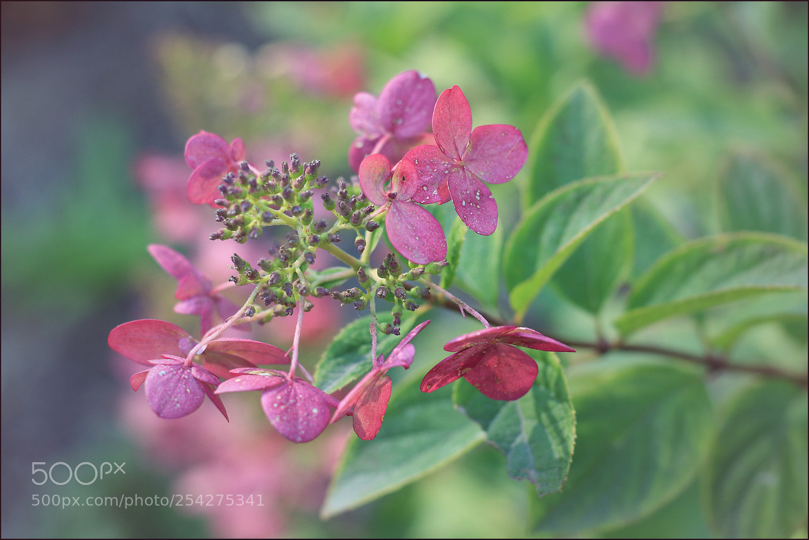 Canon EOS 700D (EOS Rebel T5i / EOS Kiss X7i) sample photo. Hydrangea photography