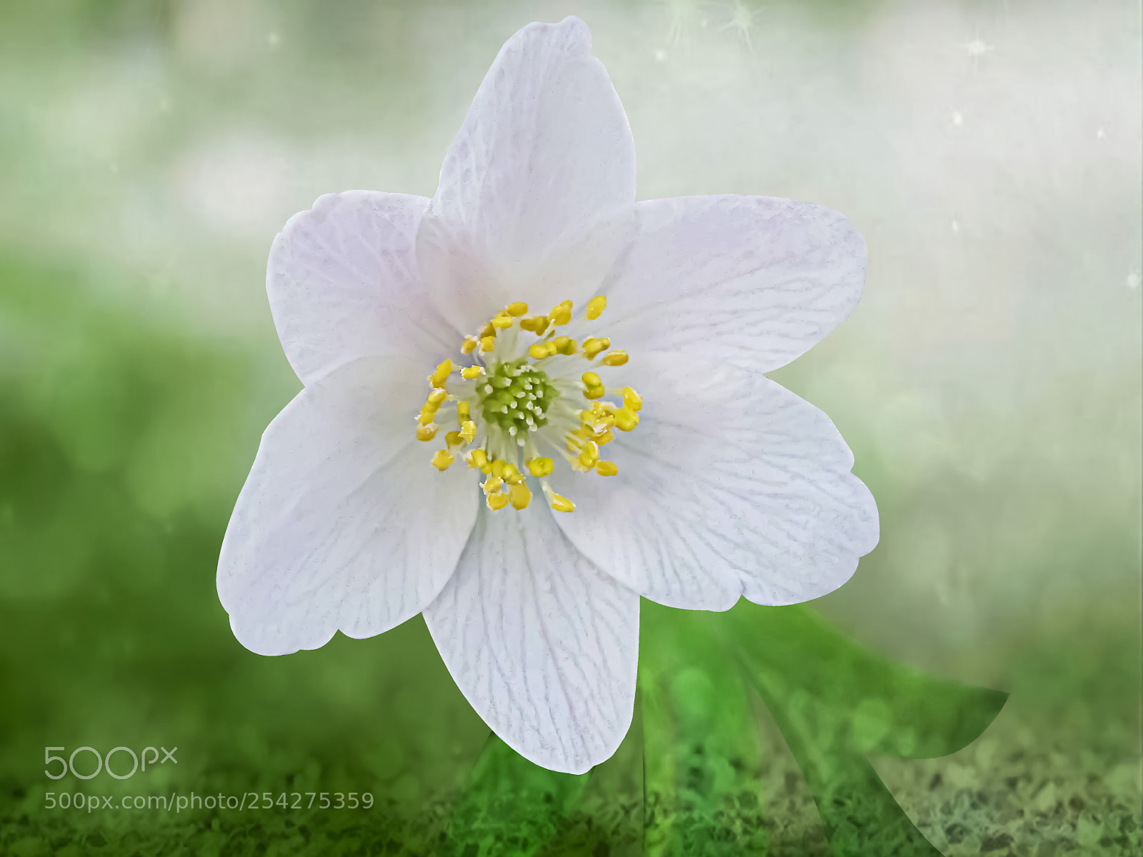 Canon PowerShot SX20 IS sample photo. One white anemone photography