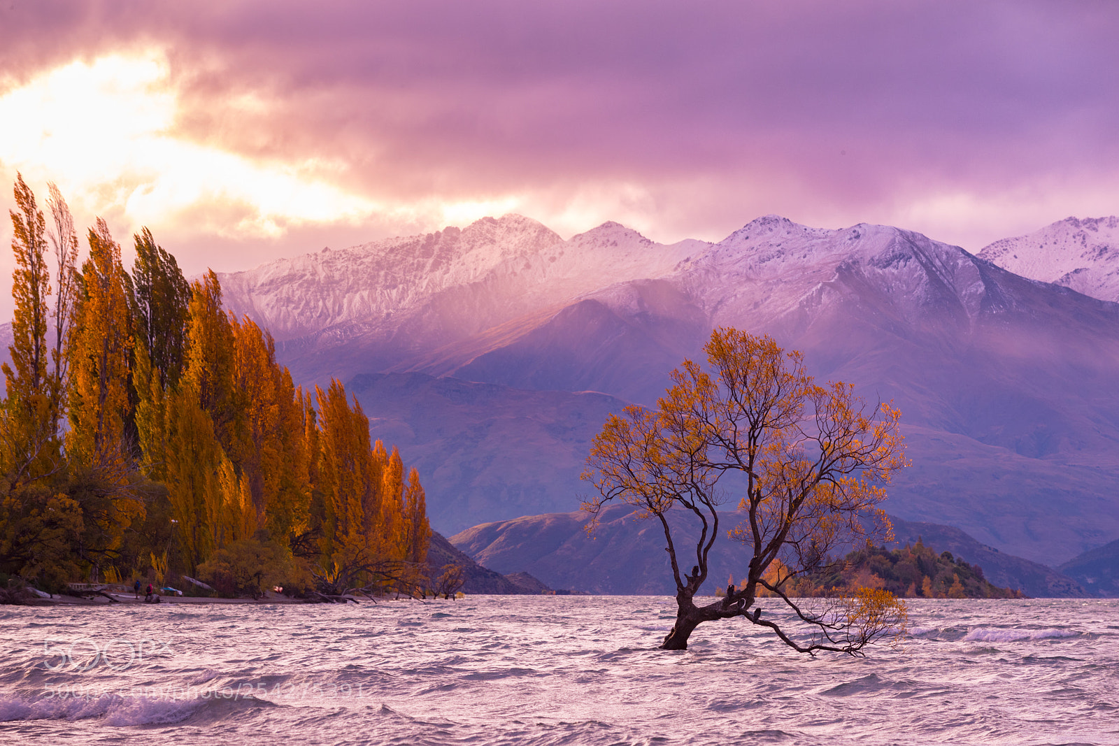 Canon EOS 5D Mark IV sample photo. The lone tree of photography