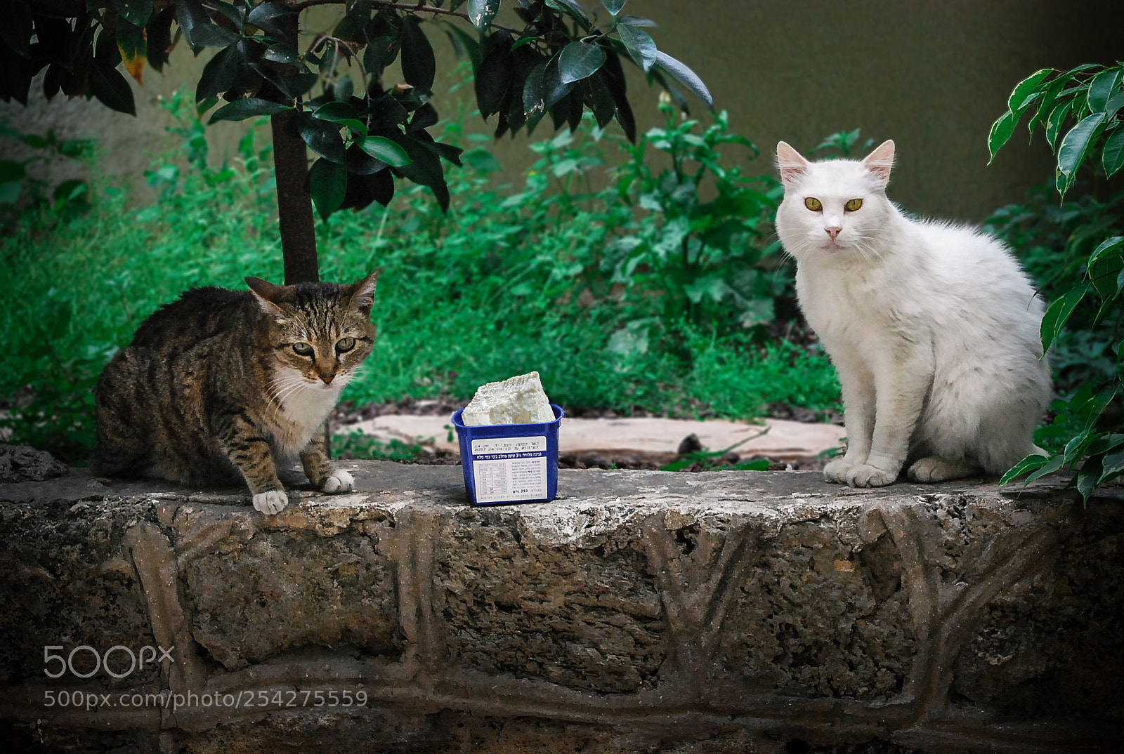 Nikon D60 sample photo. Do not you dare photography