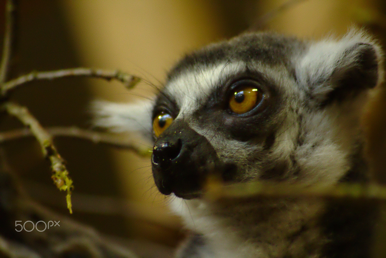 Canon EOS 100D (EOS Rebel SL1 / EOS Kiss X7) + Sigma 70-300mm F4-5.6 APO DG Macro sample photo. Lemur (lemuriformes) photography