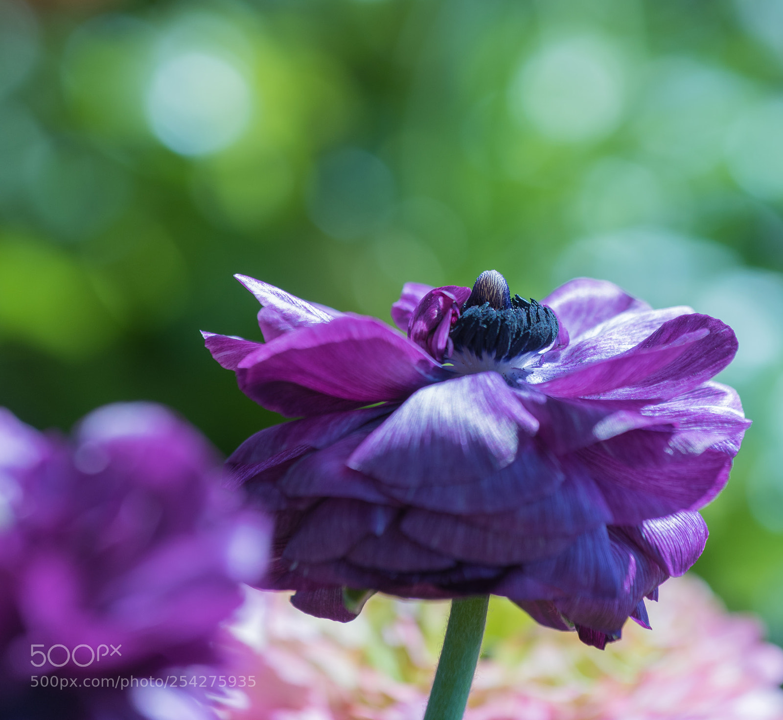 Nikon D810 sample photo. Violet ranunculus photography