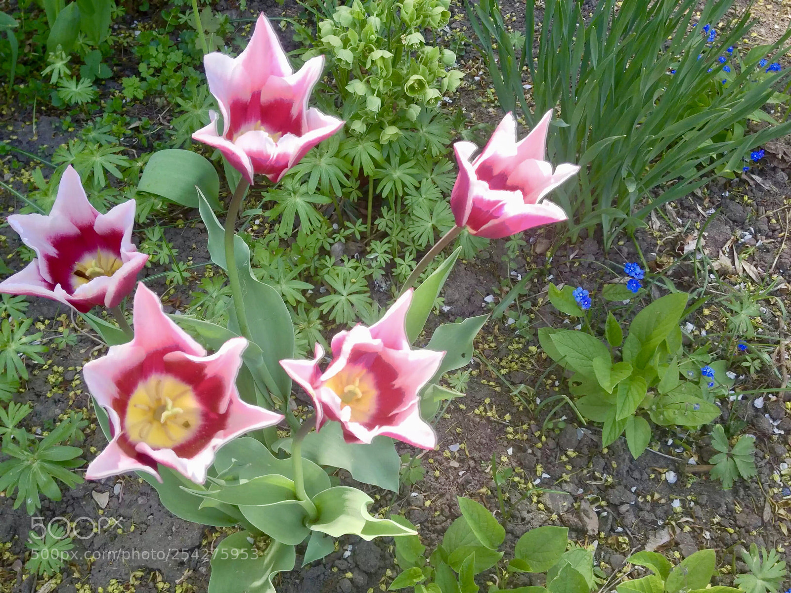 Apple iPhone 4S sample photo. Tulips in my garden photography