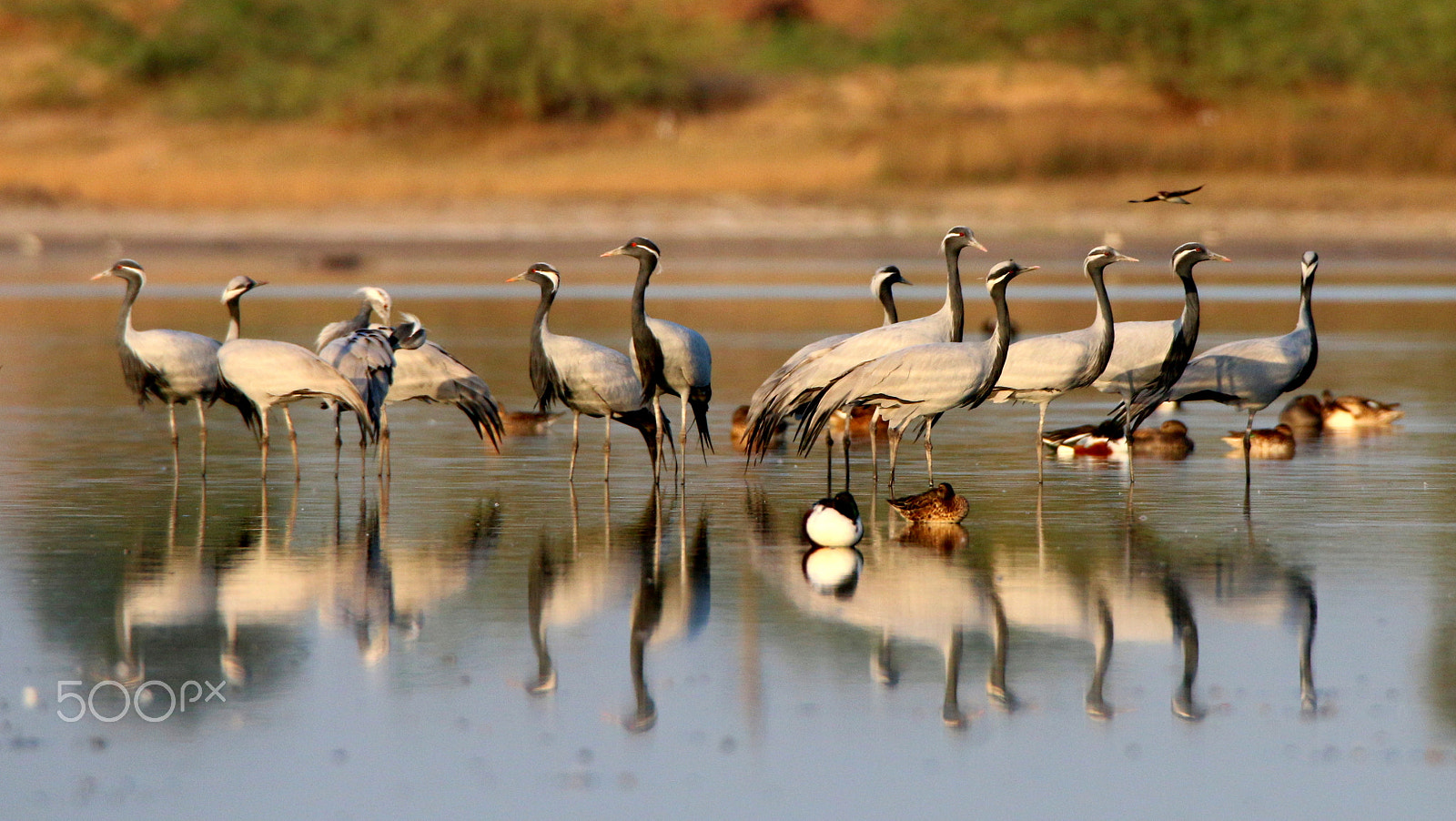Canon EOS 70D sample photo. Demoiselle cranes photography