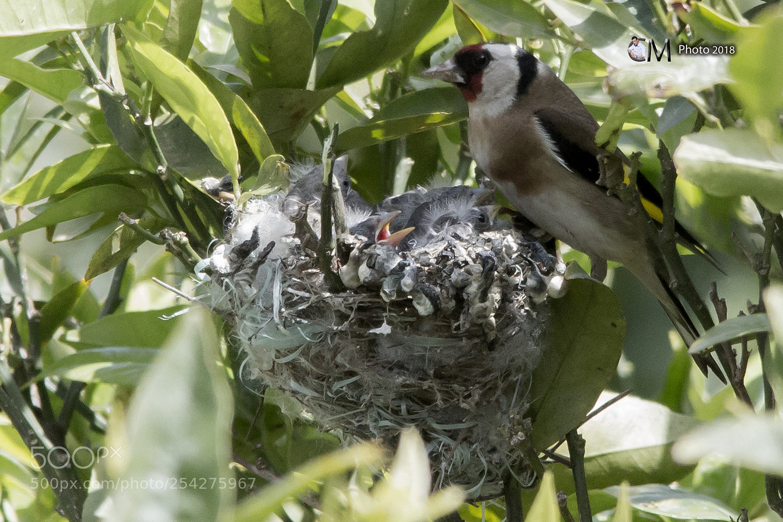 Canon EOS 70D sample photo. Piccioni di cardellino photography