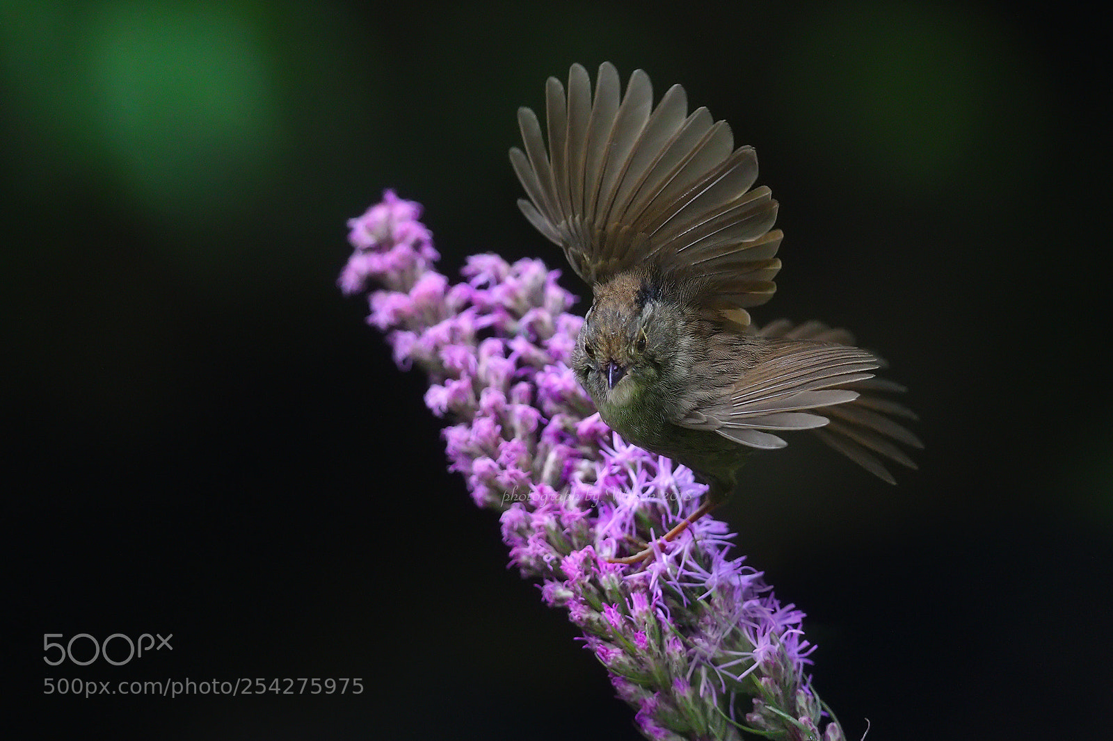 Canon EOS-1D X Mark II sample photo. Alcippe brunnea photography