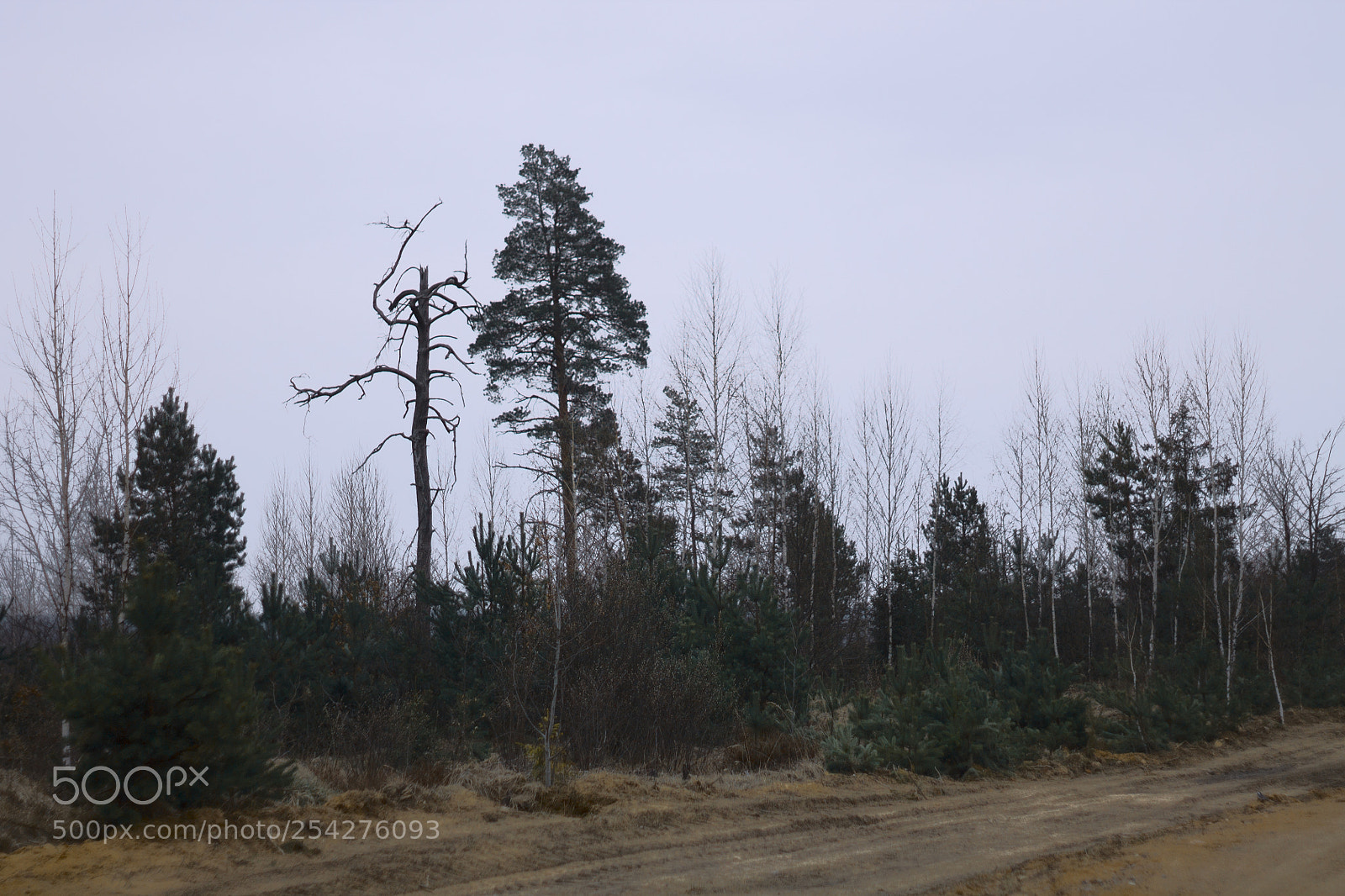 Canon EOS 1100D (EOS Rebel T3 / EOS Kiss X50) sample photo. Forest photography