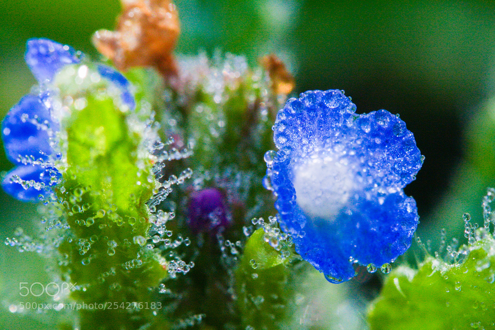 Canon EOS 1000D (EOS Digital Rebel XS / EOS Kiss F) sample photo. Tiny blue flower photography