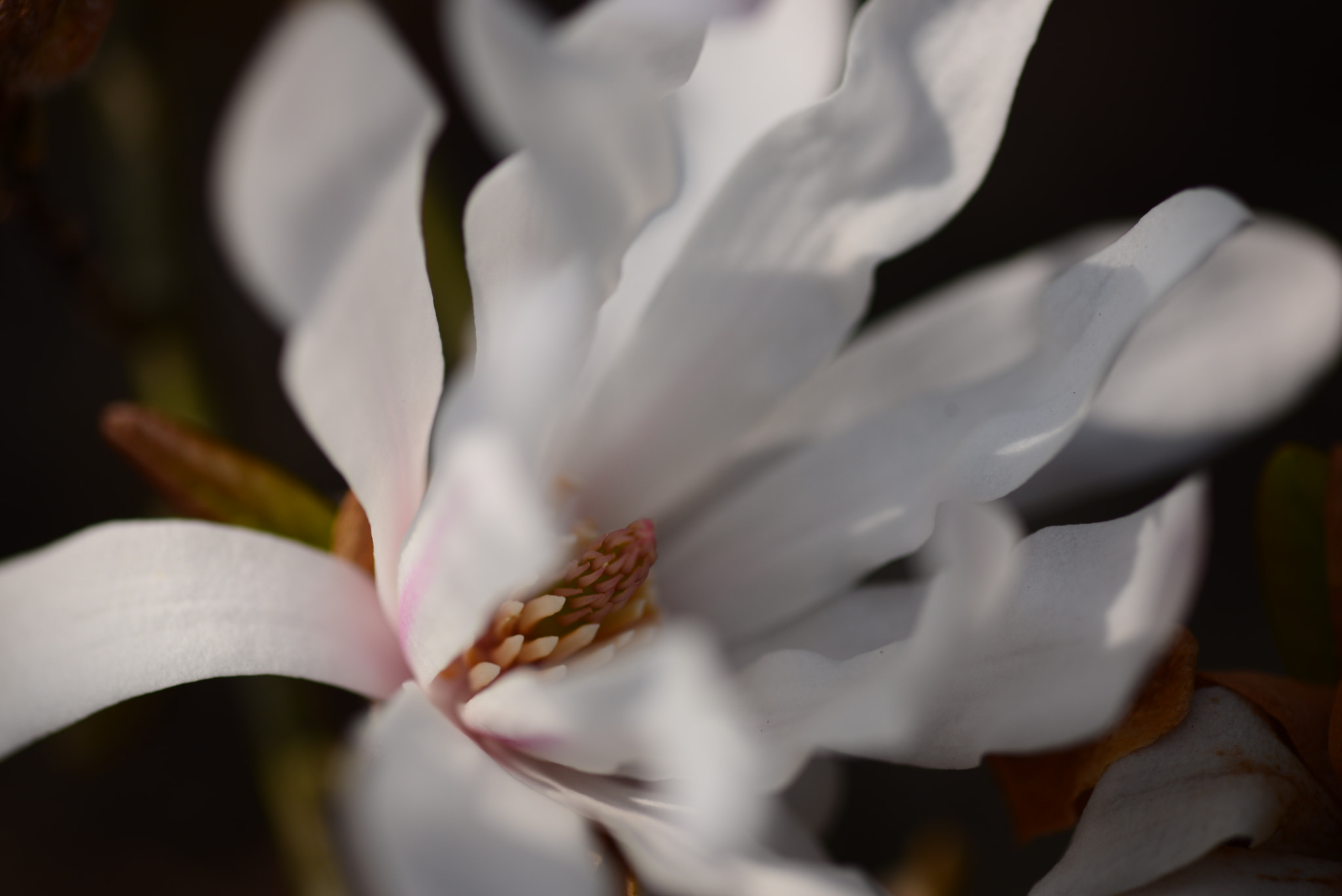 ZEISS Makro-Planar T* 100mm F2 sample photo. Dsc photography