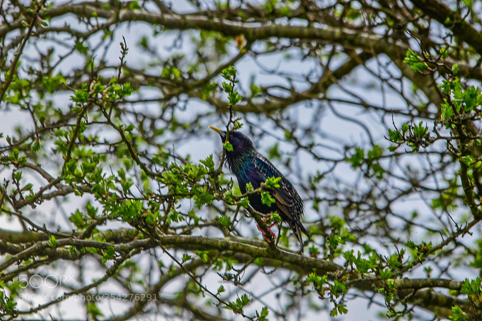 Nikon D5300 sample photo. Noise maker photography